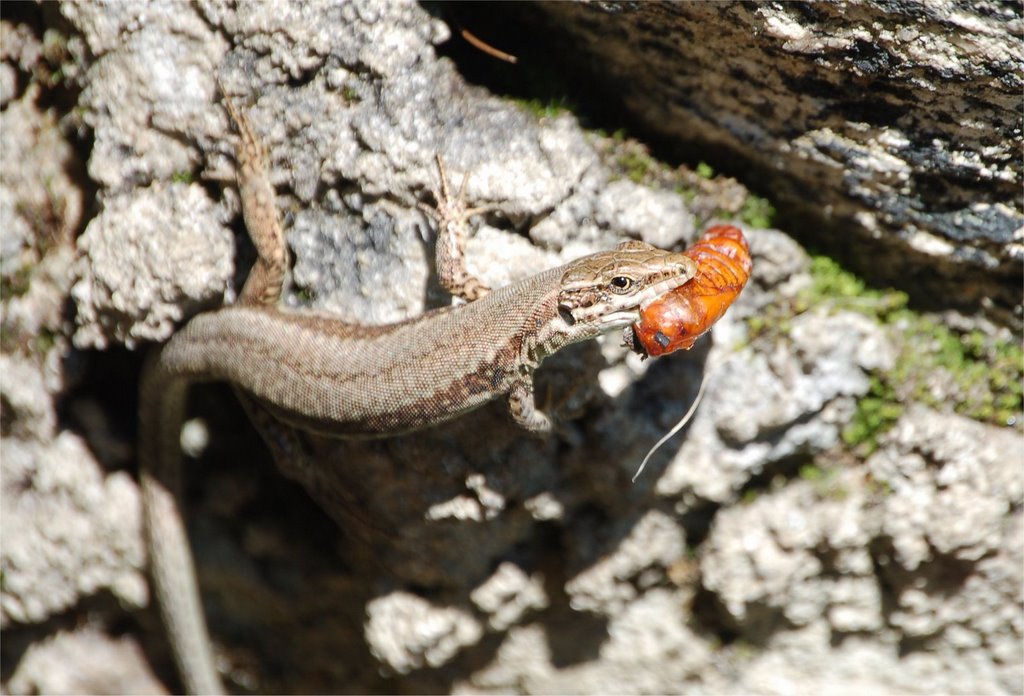 Podarcis muralis